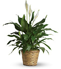 Simply Elegant Spathiphyllum - Medium from Swindler and Sons Florists in Wilmington, OH